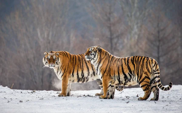 Siberian tiger standing on snowy meadow of winter forest, Siberian Tiger Park, Hengdaohezi park, Mudanjiang province, Harbin, China.