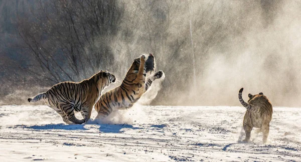 Group Siberian Tigers Hunting Prey Fowl Snowy Meadow Winter Forest — Stock Photo, Image