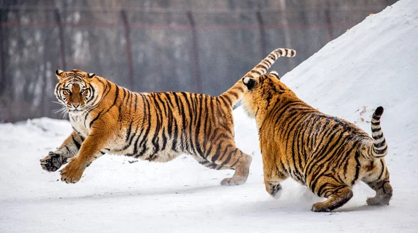 Deux Tigres Sibériens Jouant Dans Une Clairière Enneigée Sibérie Tiger — Photo