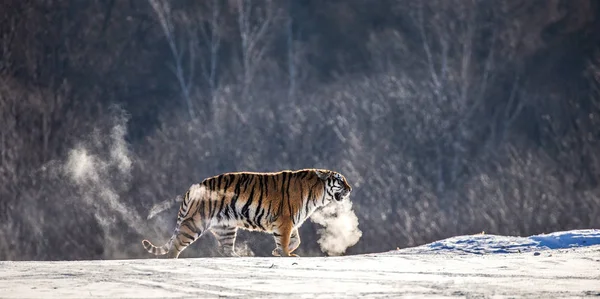 Tigre Siberiano Caminhando Clareira Nevada Nuvem Vapor Geada Dura Parque — Fotografia de Stock