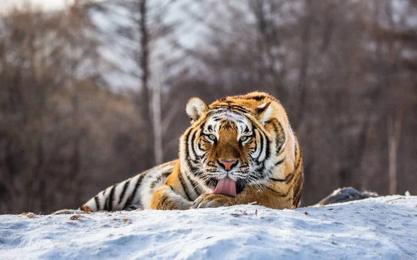 Siberische Tijger Likken Bont Sneeuw Bos Siberische Tijger Park Hengdaohezi — Stockfoto