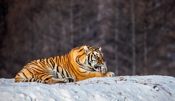 Σιβηρική Τίγρη Γλείψιμο Γούνα Στο Χιόνι Στο Δάσος Σιβηρική Τίγρη — Φωτογραφία Αρχείου