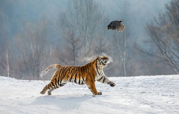 Siberian tiger chasing flying prey bird in winter forest, Siberian Tiger Park, Hengdaohezi park, Mudanjiang province, Harbin, China.