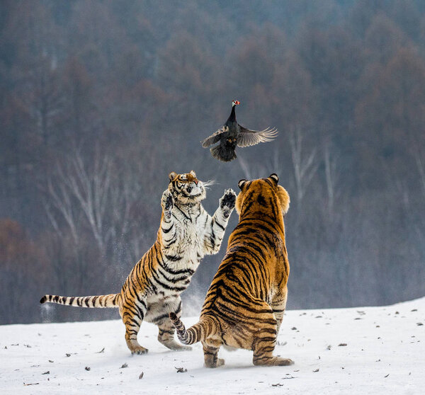 Siberian tigers hunting fowl on snowy meadow of winter forest, Siberian Tiger Park, Hengdaohezi park, Mudanjiang province, Harbin, China. 