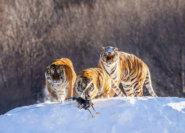 Sibirya Kaplanları Kümes Hayvanı Yakalamak Kış Glade Içinde Sibirya Kaplanı — Stok fotoğraf