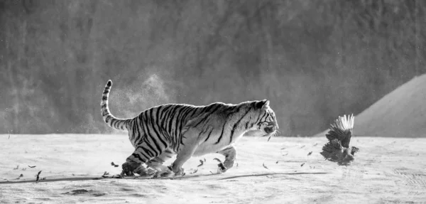 Siberian tiger hunting prey fowl in action in winter in black and white, Siberian Tiger Park, Hengdaohezi park, Mudanjiang province, Harbin, China.