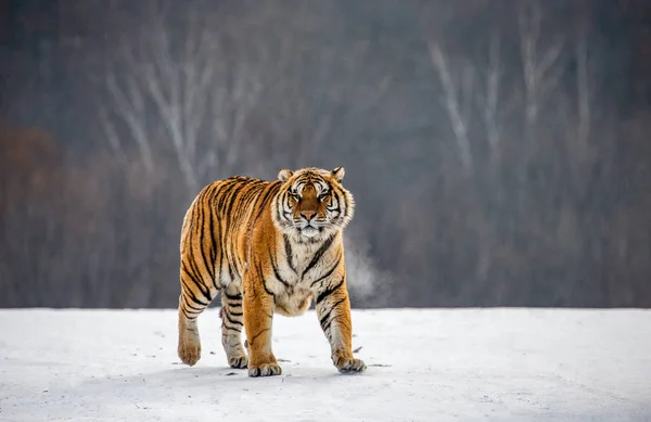 Tygrys Syberyjski Chodzenia Zaśnieżonych Łąka Zimowy Las Park Tygrys Syberyjski — Zdjęcie stockowe