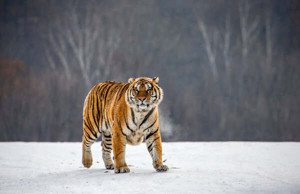 Siberian tiger walking on snowy meadow of winter forest, Siberian Tiger Park, Hengdaohezi park, Mudanjiang province, Harbin, China. 