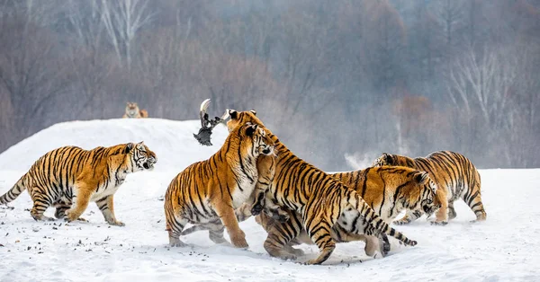 Group of Siberian tigers hunting game bird in snowy glade, Siberian Tiger Park, Hengdaohezi park, Mudanjiang province, Harbin, China.