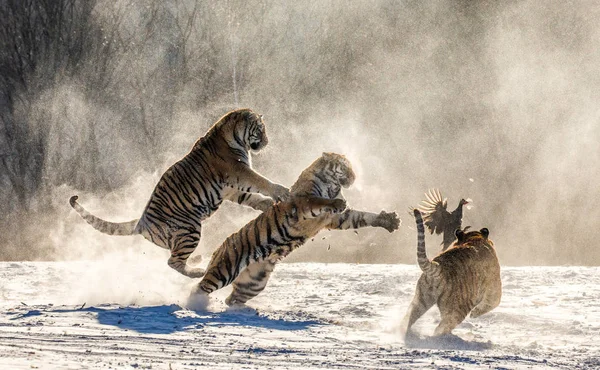 Group Siberian Tigers Catching Prey Bird Snowy Glade Siberian Tiger — Stock Photo, Image