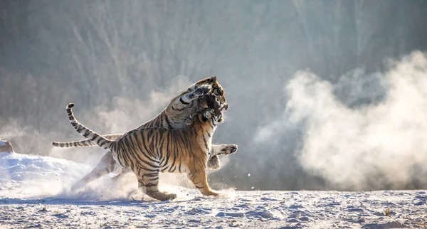 Tigres Siberianos Corriendo Luchando Por Presas Prados Nevados Parque Del — Foto de Stock