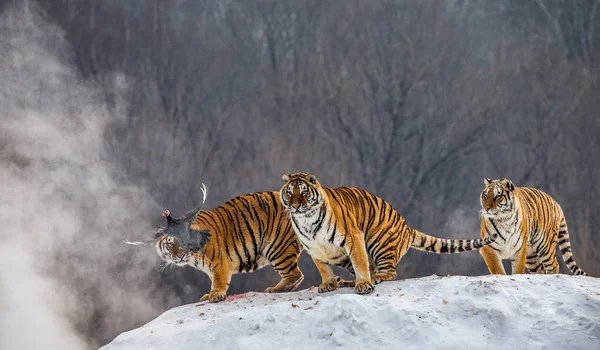 Ομάδα Από Τίγρεις Της Σιβηρίας Κυνήγι Θηραμάτων Στο Χειμώνα Ξέφωτο — Φωτογραφία Αρχείου