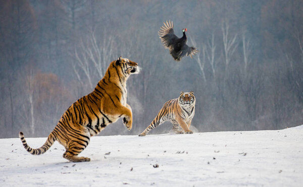 Siberian tiger jumping while catching prey bird in wintry forest, Siberian Tiger Park, Hengdaohezi park, Mudanjiang province, Harbin, China. 