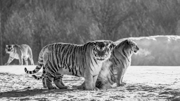 Szibériai Tigris Havas Rét Téli Erdő Fekete Fehér Szibériai Tigris — Stock Fotó