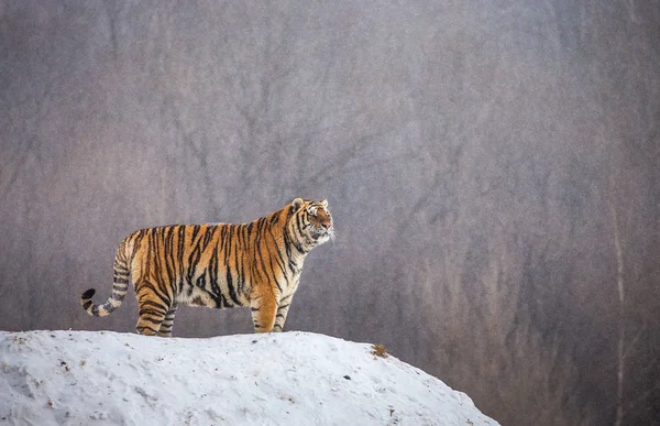 Siberian tiger standing on snowy meadow of winter forest, Siberian Tiger Park, Hengdaohezi park, Mudanjiang province, Harbin, China.