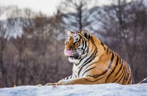 Siberian tiger lying on snow in forest, Siberian Tiger Park, Hengdaohezi park, Mudanjiang province, Harbin, China.