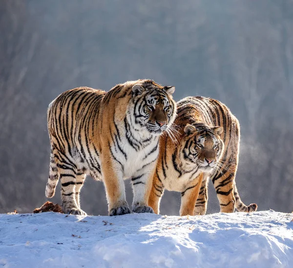 Siberian tigers standing on hill in winter forest, Siberian Tiger Park, Hengdaohezi park, Mudanjiang province, Harbin, China.