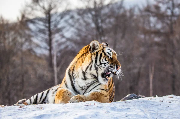 Siberian tiger lying on snow in forest, Siberian Tiger Park, Hengdaohezi park, Mudanjiang province, Harbin, China.