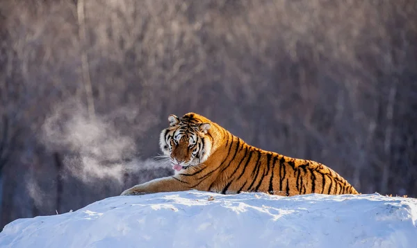 Siberian Tiger Lying Snowy Meadow Winter Forest Siberian Tiger Park — Stock Photo, Image