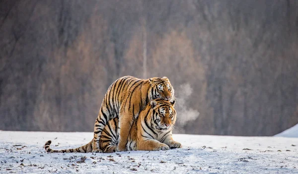 Paire Tigres Sibériens Accouplant Sur Une Prairie Enneigée Forêt Hiver — Photo