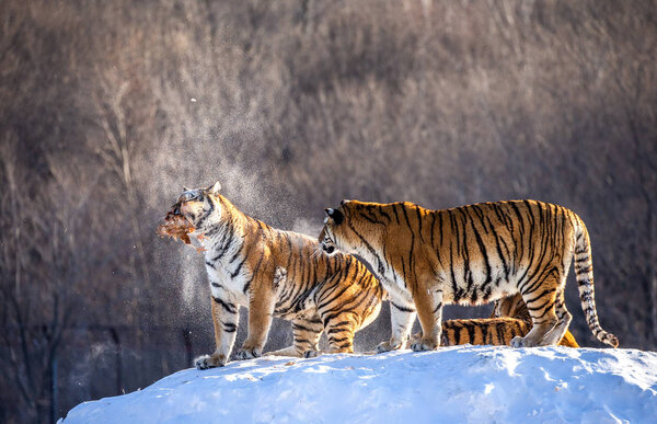 Siberian tigers in winter glade catching fowl prey, Siberian Tiger Park, Hengdaohezi park, Mudanjiang province, Harbin, China. 