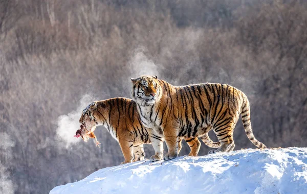 Tigres Siberianos Colina Coberta Neve Com Presas Parque Tigre Siberiano — Fotografia de Stock