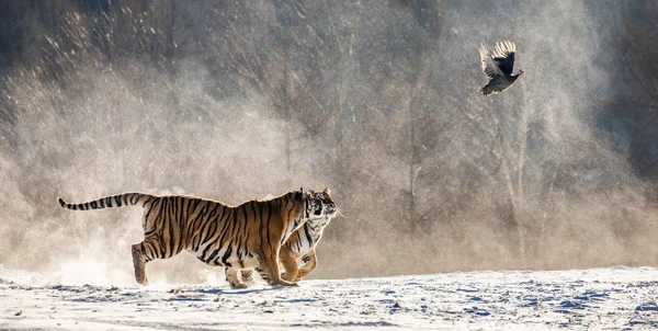 Två Sibiriska Tigrar Körs Snöiga Äng Och Fånga Byten Höns — Stockfoto