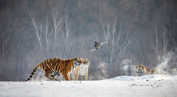 冬の森 シベリア虎公園 Hengdaohezi 牡丹江省ハルビン 中国で家禽に飛んで狩りシベリアトラのグループ — ストック写真