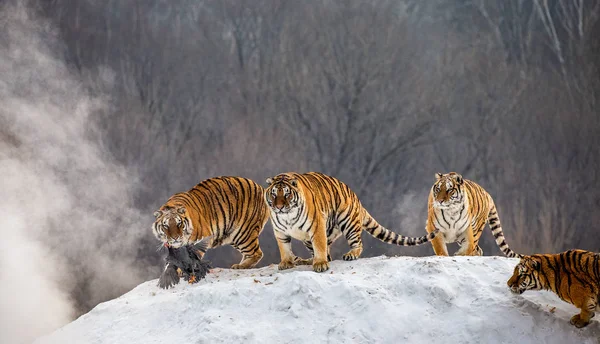 Ομάδα Από Τίγρεις Της Σιβηρίας Κυνήγι Θηραμάτων Στο Χειμώνα Ξέφωτο — Φωτογραφία Αρχείου