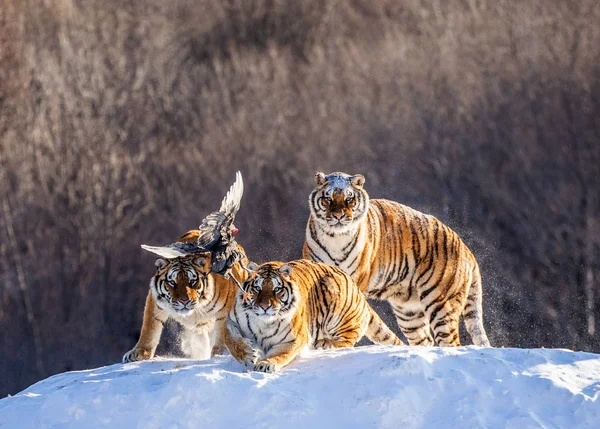 Τίγρεις Της Σιβηρίας Χειμώνα Ξέφωτο Σύλληψη Πτηνών Θήραμα Σιβηρική Τίγρη — Φωτογραφία Αρχείου