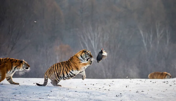 Siberian Tigers Hunting Prey Bird Winter Forest Siberian Tiger Park — Stock Photo, Image