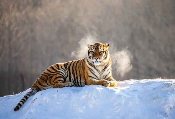 Siberische Tijger Liggend Besneeuwde Weide Van Winter Bos Siberische Tijger — Stockfoto
