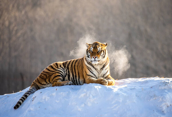 Siberian tiger lying on snowy meadow of winter forest, Siberian Tiger Park, Hengdaohezi park, Mudanjiang province, Harbin, China. 