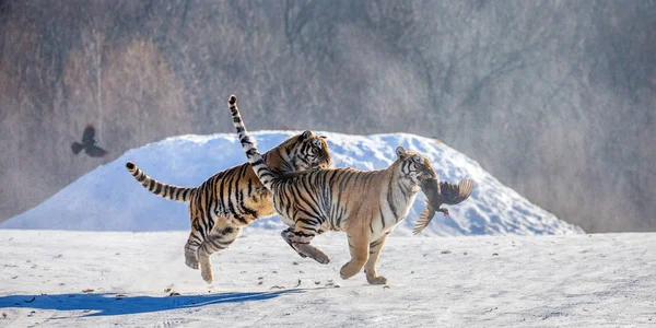 Dos Tigres Siberianos Claro Nevado Capturando Aves Rapaces Siberian Tiger — Foto de Stock