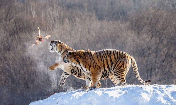 Siberian tigers standing on snow-covered hill and catching prey, Siberian Tiger Park, Hengdaohezi park, Mudanjiang province, Harbin, China. 