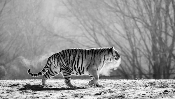 Siberian tiger walking in snowy glade in cloud of steam in hard frost in black and white, Siberian Tiger Park, Hengdaohezi park, Mudanjiang province, Harbin, China.
