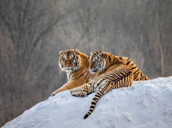 Tigre Siberiano Prado Nevado Floresta Inverno Parque Tigre Siberiano Parque — Fotografia de Stock