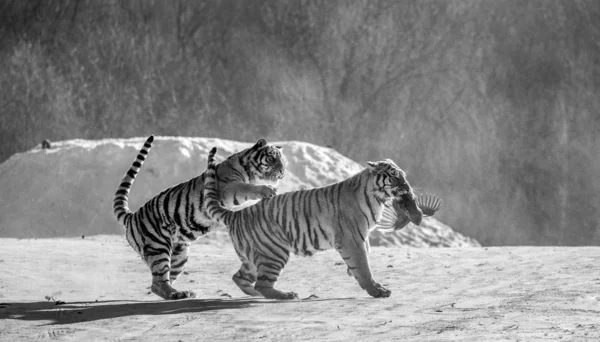 Two Siberian tigers in snowy glade catching prey fowl in black and white, Siberian Tiger Park, Hengdaohezi park, Mudanjiang province, Harbin, China.