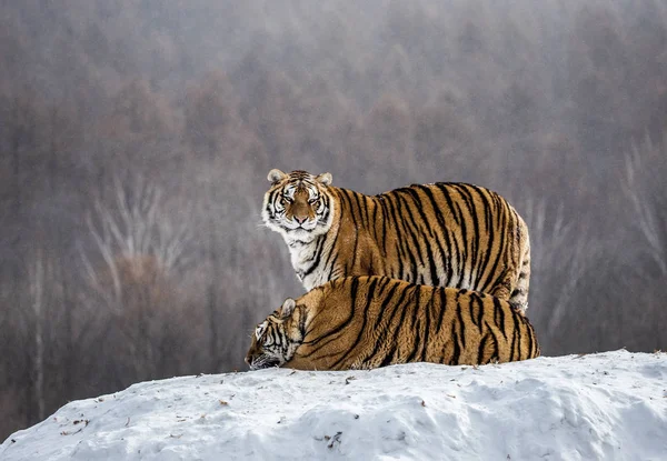 Two Siberian tigers on snow-covered hill in forest, Siberian Tiger Park, Hengdaohezi park, Mudanjiang province, Harbin, China.