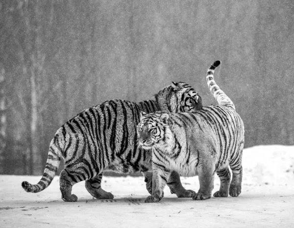 Siberian tigers playing on snowy meadow of winter forest in black and white, Siberian Tiger Park, Hengdaohezi park, Mudanjiang province, Harbin, China.