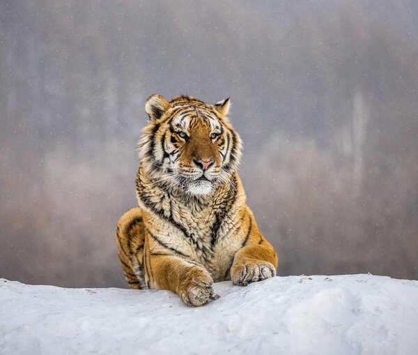 Gorgeous Siberian lying on snow, Siberian Tiger Park, Hengdaohezi park, Mudanjiang province, Harbin, China. 