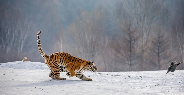 Tigre Siberiana Che Corre Sulla Neve Mentre Insegue Preda Nella — Foto Stock