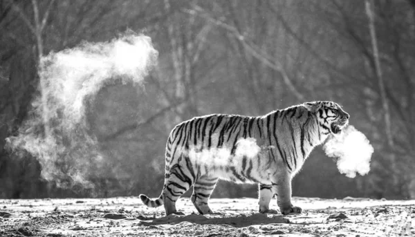 Siberian tiger standing in snowy glade in cloud of steam in hard frost in black and white, Siberian Tiger Park, Hengdaohezi park, Mudanjiang province, Harbin, China.