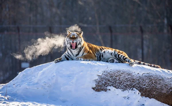 Sibirisk Tiger Liggande Och Gäspningar Snöiga Äng Winter Forest Sibirisk — Stockfoto