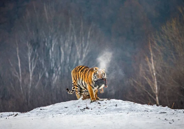 Sibirisk Tiger Gångavstånd Med Offer Snötäckta Hill Sibirisk Tiger Park — Stockfoto