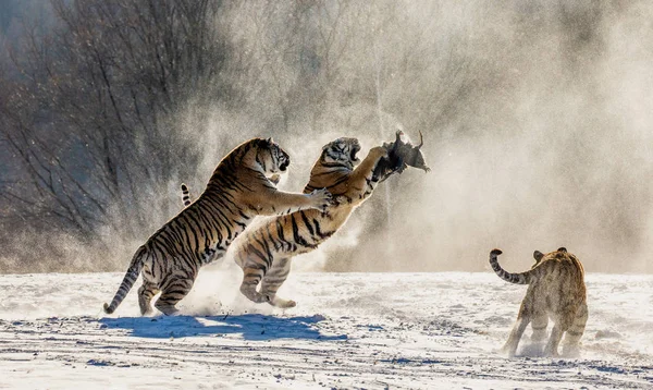 Group of Siberian tigers hunting on prey fowl on snowy meadow of winter forest, Siberian Tiger Park, Hengdaohezi park, Mudanjiang province, Harbin, China.