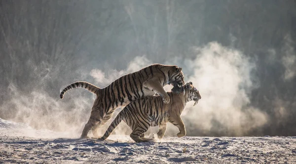 Τίγρεις Της Σιβηρίας Τρέχουν Και Αγωνίζονται Για Λυμαίνονται Χιονισμένο Λιβάδι — Φωτογραφία Αρχείου