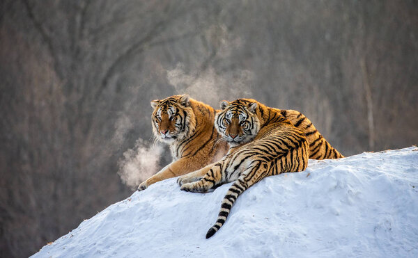 Pair of Siberian tigers resting on snow-covered hill in forest, Siberian Tiger Park, Hengdaohezi park, Mudanjiang province, Harbin, China. 