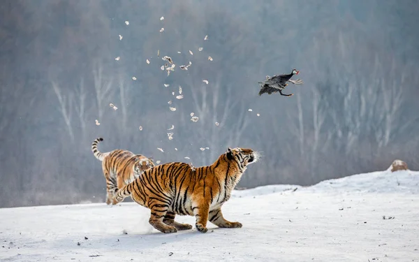 Tigres Siberianos Caçam Aves Rapina Prado Nevado Parque Tigre Siberiano — Fotografia de Stock