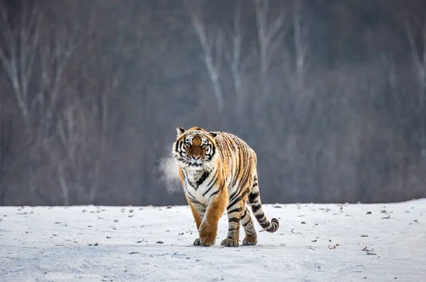 Siberian tiger walking on snowy meadow of winter forest, Siberian Tiger Park, Hengdaohezi park, Mudanjiang province, Harbin, China.